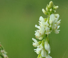 Sweet Clover Copyright Buffalo Country Apiary