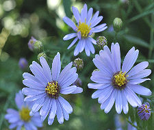 Blue Aster Copyright Buffalo Country Apiary