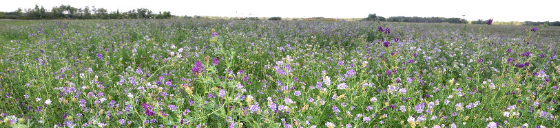 Alfalfa Field in Manitoba - Photo Buffalo Country Apiary