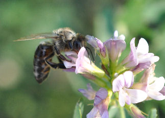 Bee foraging on alfalfa Flower - Photo Buffalo Country Apiary