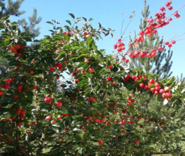 Organic Apple Orchard