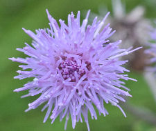 Burdock Flower Copyright Buffalo Country Apiary