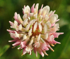 Clovers Copyright Buffalo Country Apiary