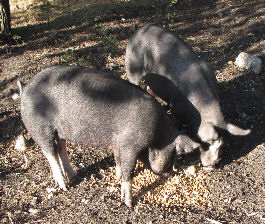 Farm Raised Pigs