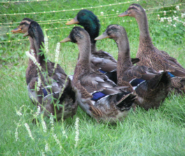Domestic Mallard Ducks
