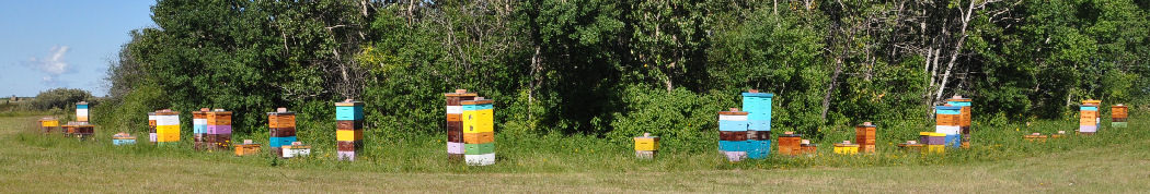 Natural Beekeeping in Manitoba, Canada