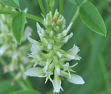 American Licorice Copyright Buffalo Country Apiary