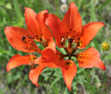 Western Red Lily Copyright Buffalo Country Apiary