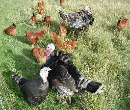 Free running poultry