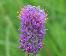 Purple Clover Copyright Buffalo Country Apiary