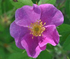 Wild Rose Copyright Buffalo Country Apiary