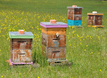 Beehives in Canada