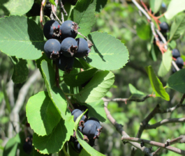 Wild Saskatoon Berries