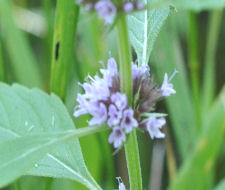 Wild Mint Copyright Buffalo Country Apiary