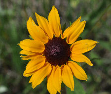 Yellow Cone Flower Copyright Buffalo Country Apiary